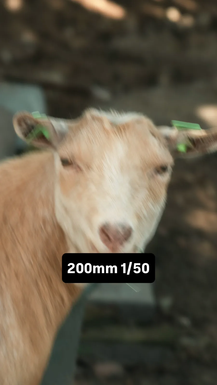 Geitje onscherp gefotografeerd op 200 mm met 1/50 seconde