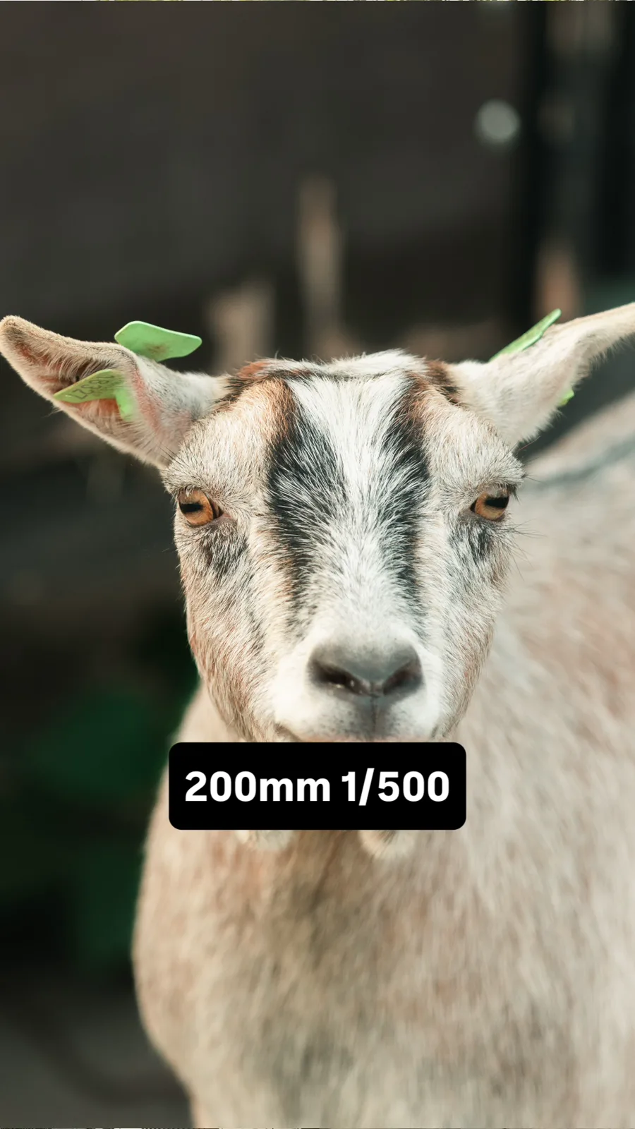 Geitje scherper gefotografeerd op 200 mm met 1/500 seconde