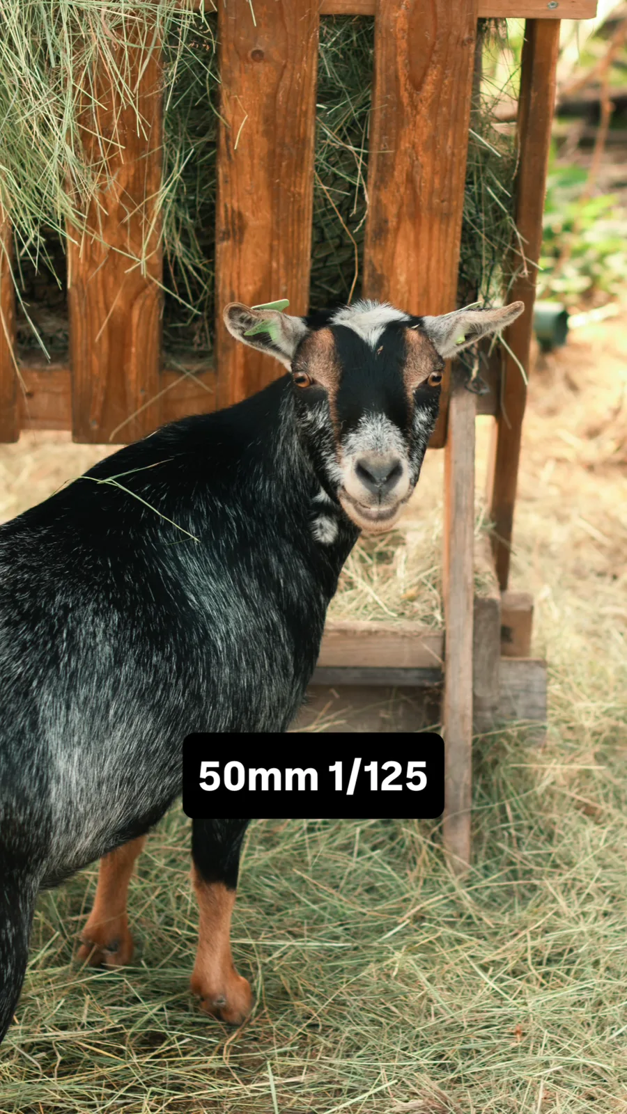 Zwarte geit scherper gefotografeerd op 50 mm met 1/125 seconde