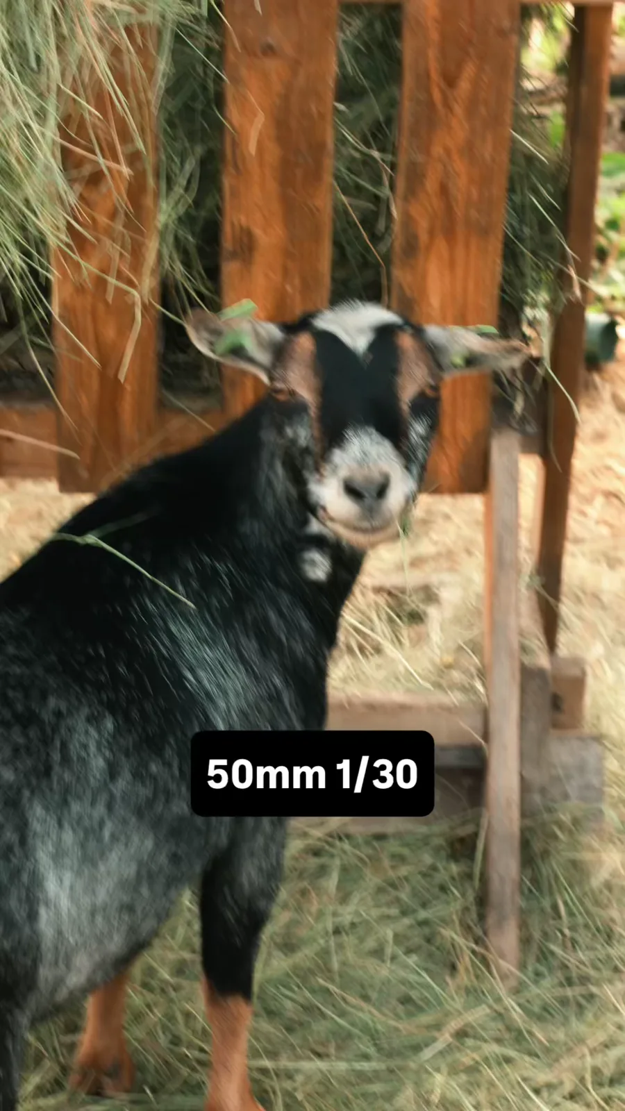 Zwarte geit onscherp gefotografeerd op 50 mm met 1/30 seconde
