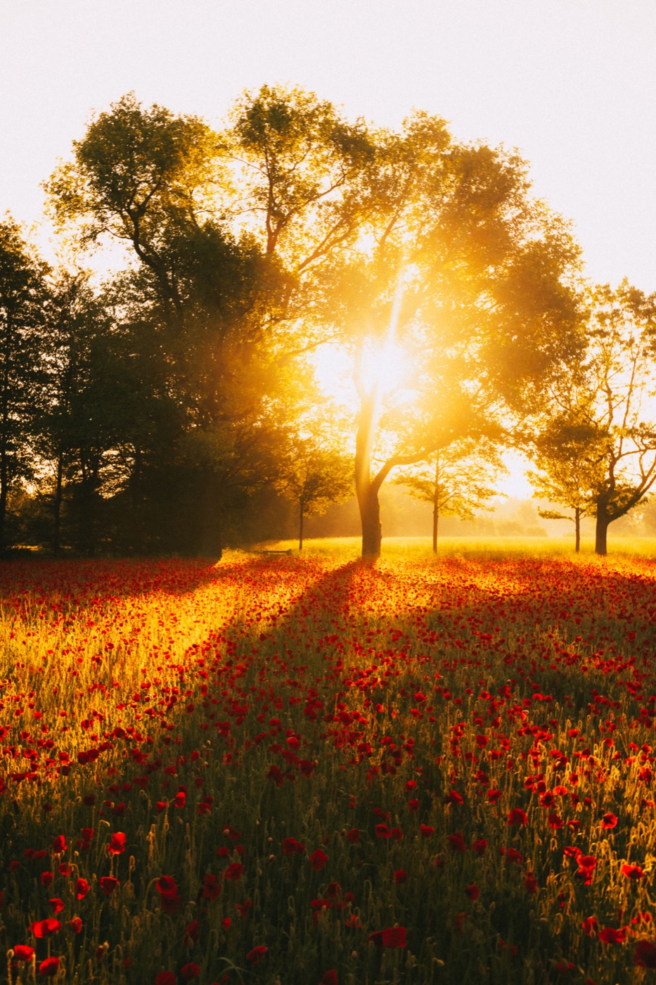 Natuurfoto met warme Witte Geit preset