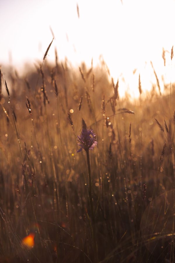 Bewerkte foto met Driekraaien Lightroom presets