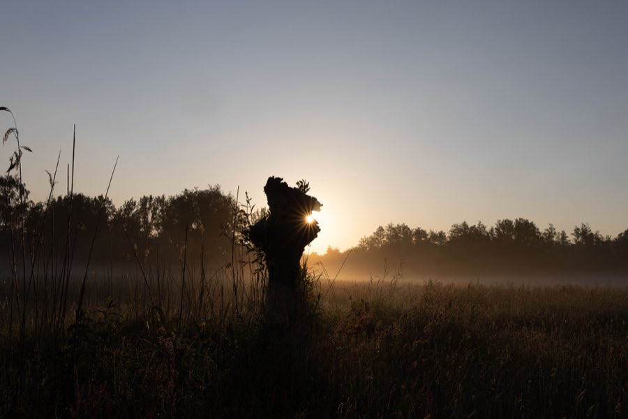 Gewild, oorspronkelijke foto